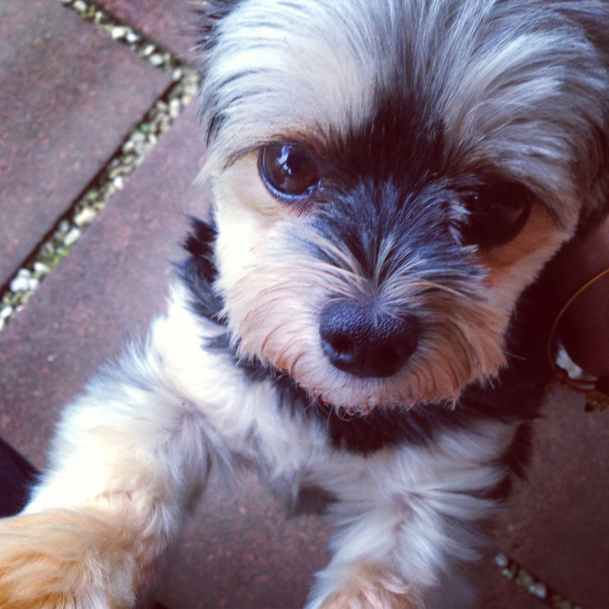 Troy is registered to the contest to win money with this photo: canidae, carnivore, cavapoo, companion_dog, dog, dog_breed, havanese, kyi_leo, lowchen, maltepoo, maltese, mammal, morkie, nose, puppy, puppy_love, schnoodle, shih_poo, shih_tzu, snout