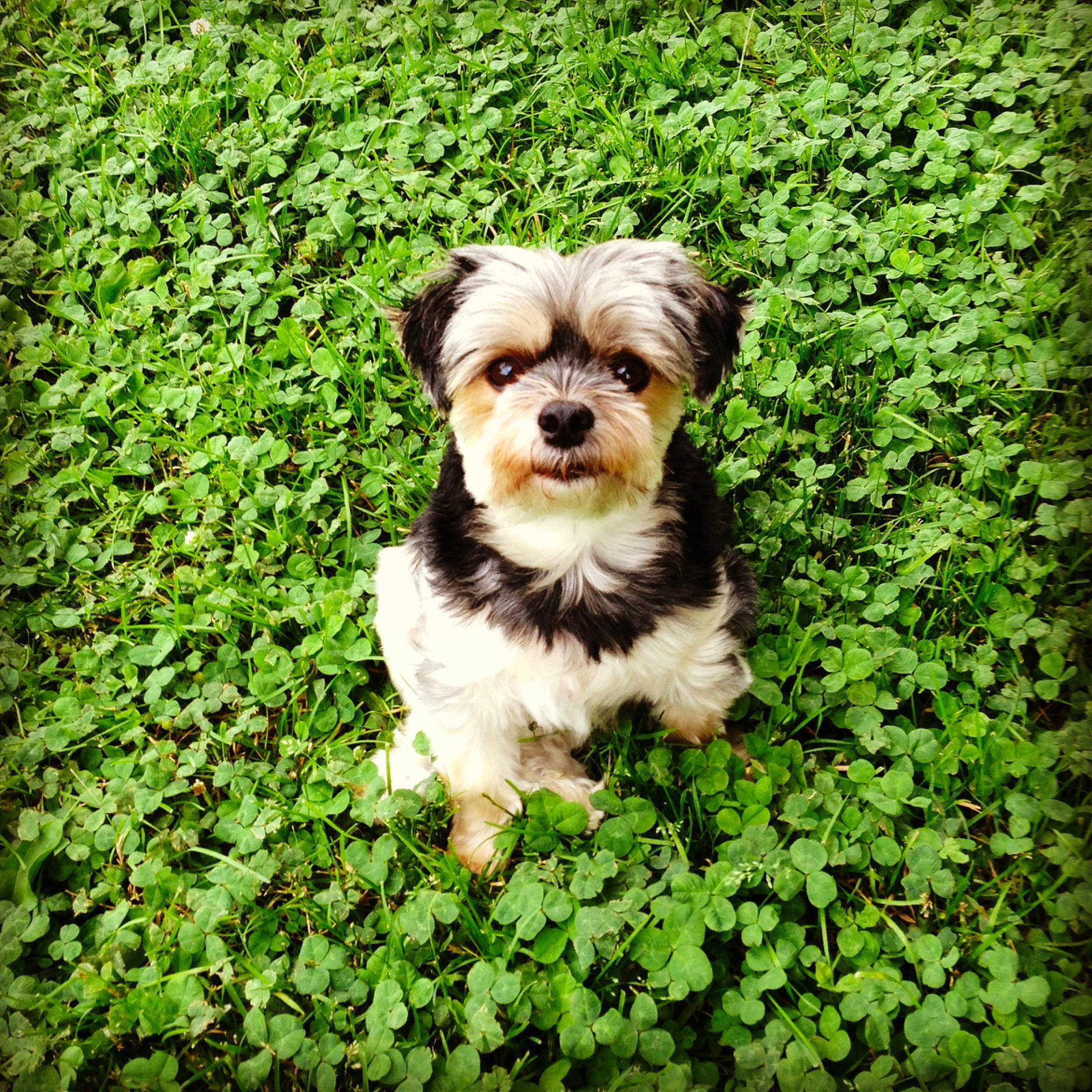 Troy is registered to the contest to win money with this photo: biewer_terrier, canidae, carnivore, cavachon, chinese_imperial_dog, companion_dog, dog, dog_breed, grass, havanese, kyi_leo, mal_shi, maltepoo, mammal, morkie, puppy, shih_tzu, toy_dog, vertebrate, yorkshire_terrier
