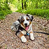 puppy, dog, forest, path, leaves, outdoor, nature, greenery, happy, tongue_out, fur, animal, pet, summer, daylight, cute, lying_down, collar, playful, woods