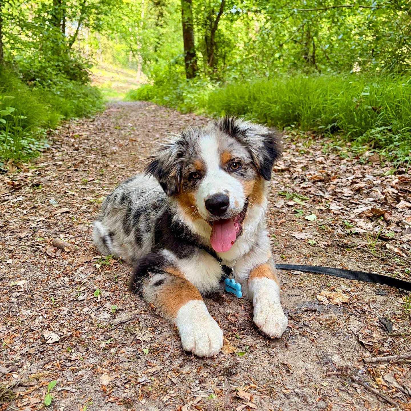 Aster participe au concours pour gagner de l'argent avec cette photo : puppy, dog, forest, path, leaves, outdoor, nature, greenery, happy, tongue_out, fur, animal, pet, summer, daylight, cute, lying_down, collar, playful, woods