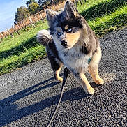 Azzaro a rejoint le concours — aidez-le/la à gagner de superbes lots ! dog, blue_eyes, leash, path, grass, vineyard, trees, outdoor, sunlight, fluffy, curious, pet, nature, sky, walking, canine, animal, daytime, ears, pavement