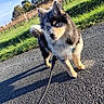 dog, blue_eyes, leash, path, grass, vineyard, trees, outdoor, sunlight, fluffy, curious, pet, nature, sky, walking, canine, animal, daytime, ears, pavement