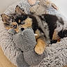 puppy, dog, blue_eyes, plush_toy, stuffed_animal, elephant_toy, bunny_toy, pet_bed, furry, cozy, indoor, wooden_floor, cute, animal, pet, resting, young_dog, fluffy, playful, domestic_animal