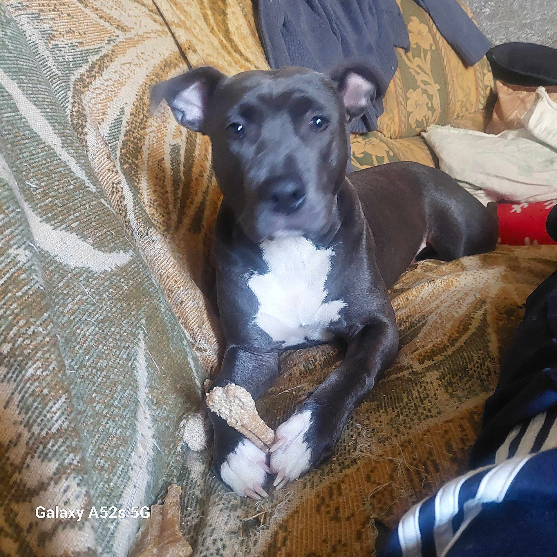 Molly participe au concours pour gagner de l'argent avec cette photo : animal, architecture, baby, building, bulldog, canine, chair, couch, cushion, dog, furniture, greatdane, homedecor, indoors, interiordesign, livingroom, person, pet, pitbull, puppy