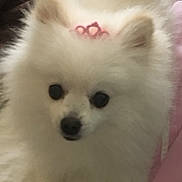 Lily joined the competition — help win amazing prizes! dog, pomeranian, white_fur, fluffy, small_dog, pink_bow, pet, close_up, portrait, indoor, fur, black_eyes, black_nose, cute, gallery_screenshot, date_stamp, thumbnail_strip, sofa, blanket, adorable