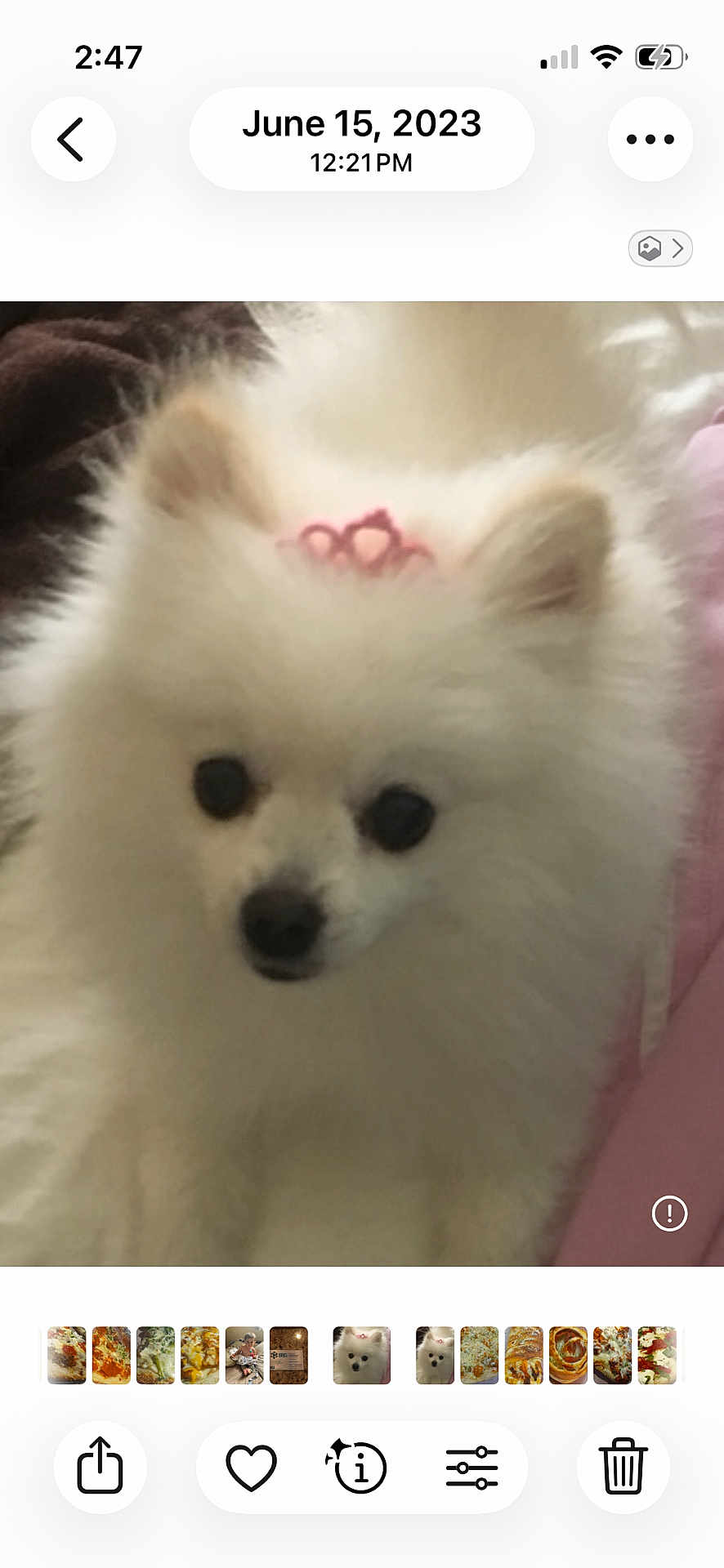 Lily joined the competition — help win amazing prizes! dog, pomeranian, white_fur, fluffy, small_dog, pink_bow, pet, close_up, portrait, indoor, fur, black_eyes, black_nose, cute, gallery_screenshot, date_stamp, thumbnail_strip, sofa, blanket, adorable