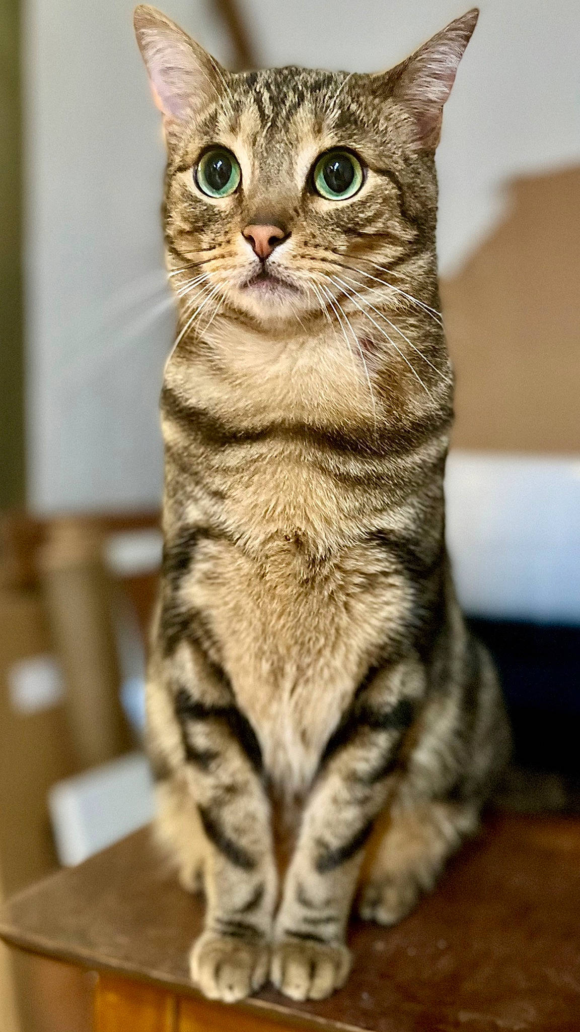 Misfit is registered to the contest to win money with this photo: carnivore, cat, claw, domestic_short_haired_cat, felidae, fur, paw, sitting, small_to_medium_sized_cats, snout, tail, terrestrial_animal, tree, whiskers, wildlife