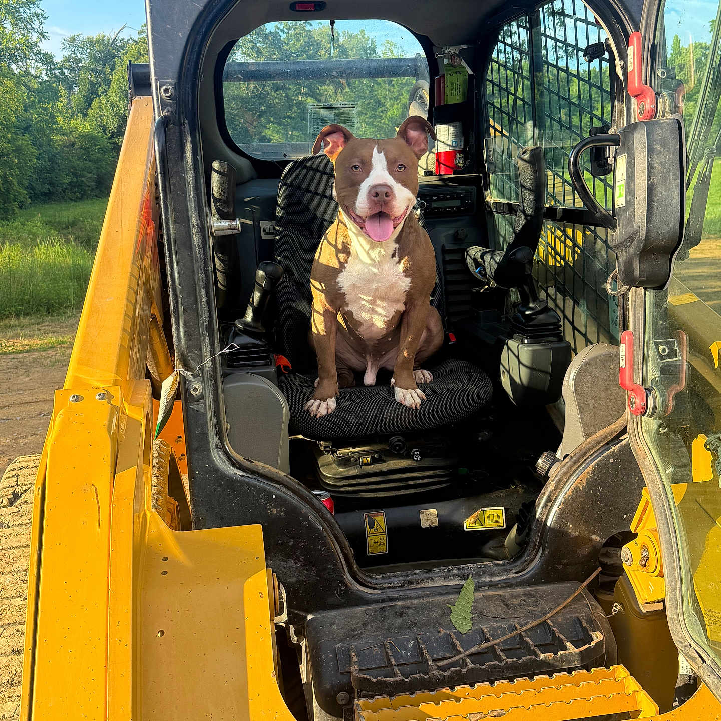 Chess joined the competition — help win amazing prizes! dog, pit_bull, construction_vehicle, skid_steer, excavator, machinery, yellow, vehicle_cab, sitting, tongue_out, happy, portrait, outdoors, sunlight, greenery, worksite, equipment, seat, industrial, caterpillar