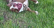 Chess joined the competition — help win amazing prizes! dog, pit_bull, brown_and_white, grass, outdoor, park, rolling, lying_down, belly_up, smiling, open_mouth, playful, harness, collar, white_markings, greenery, lawn, happy, funny, animal