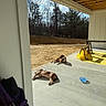 Chess is registered to the contest to win money with this photo: dogs, two_dogs, pets, outdoor, patio, sunbathing, relaxed, concrete, water_bowl, wooded_yard, trees, porch, picnic_table, construction_materials, yellow_tarp, blue_bowl, chair, sunlight, domestic_animals, daytime