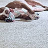 Chess joined the competition — help win amazing prizes! dogs, dog, pets, canine, animal, two_dogs, playing, cuddling, lying_down, upside_down, carpet, indoor, home, rope_toy, toy, brown_and_white, floppy_ears, relaxed, funny, photography