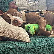 Chess joined the competition — help win amazing prizes! dog, pit_bull, brown_and_white, sleeping, lying_down, couch, cushion, blanket, plush_toy, dinosaur_toy, harness, indoors, home, sunlight, relaxed, cute, pet, paws, carpet, portrait