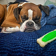 Wyskey is registered to the contest to win money with this photo: dog, boxer, sleeping, pet, brown_dog, white_markings, black_muzzle, floppy_ears, harness, lying_down, blanket, blue_blanket, chew_toy, indoor, cozy, resting, close_up, portrait, relaxed, home