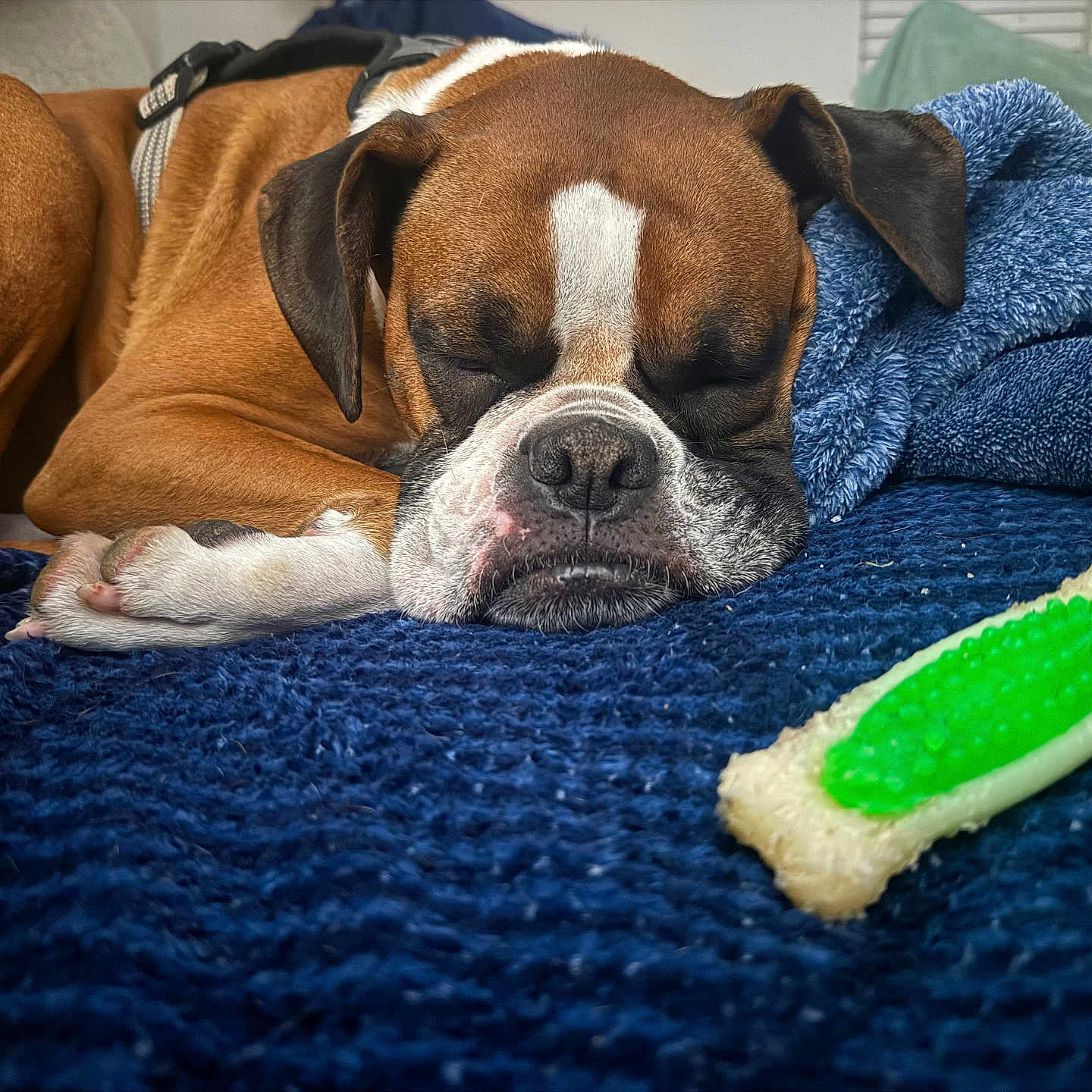 Wyskey is registered to the contest to win money with this photo: dog, boxer, sleeping, pet, brown_dog, white_markings, black_muzzle, floppy_ears, harness, lying_down, blanket, blue_blanket, chew_toy, indoor, cozy, resting, close_up, portrait, relaxed, home