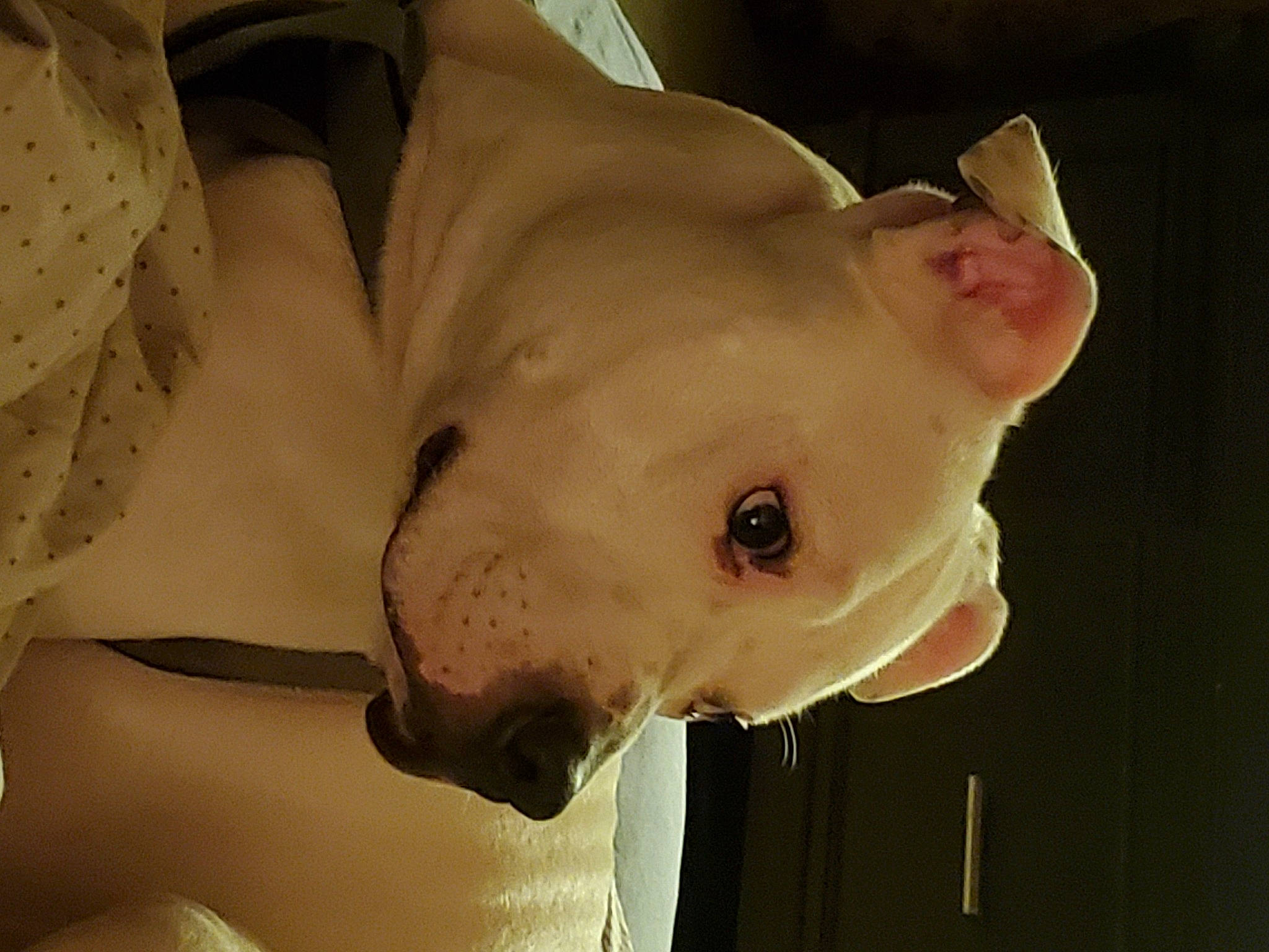 Fendi is registered to the contest to win money with this photo: canidae, carnivore, companion_dog, dog, dog_breed, ear, eye, fawn, flesh, head, jaw, neck, non_sporting_group, nose, snout, sporting_group, terrestrial_animal, throat, whiskers