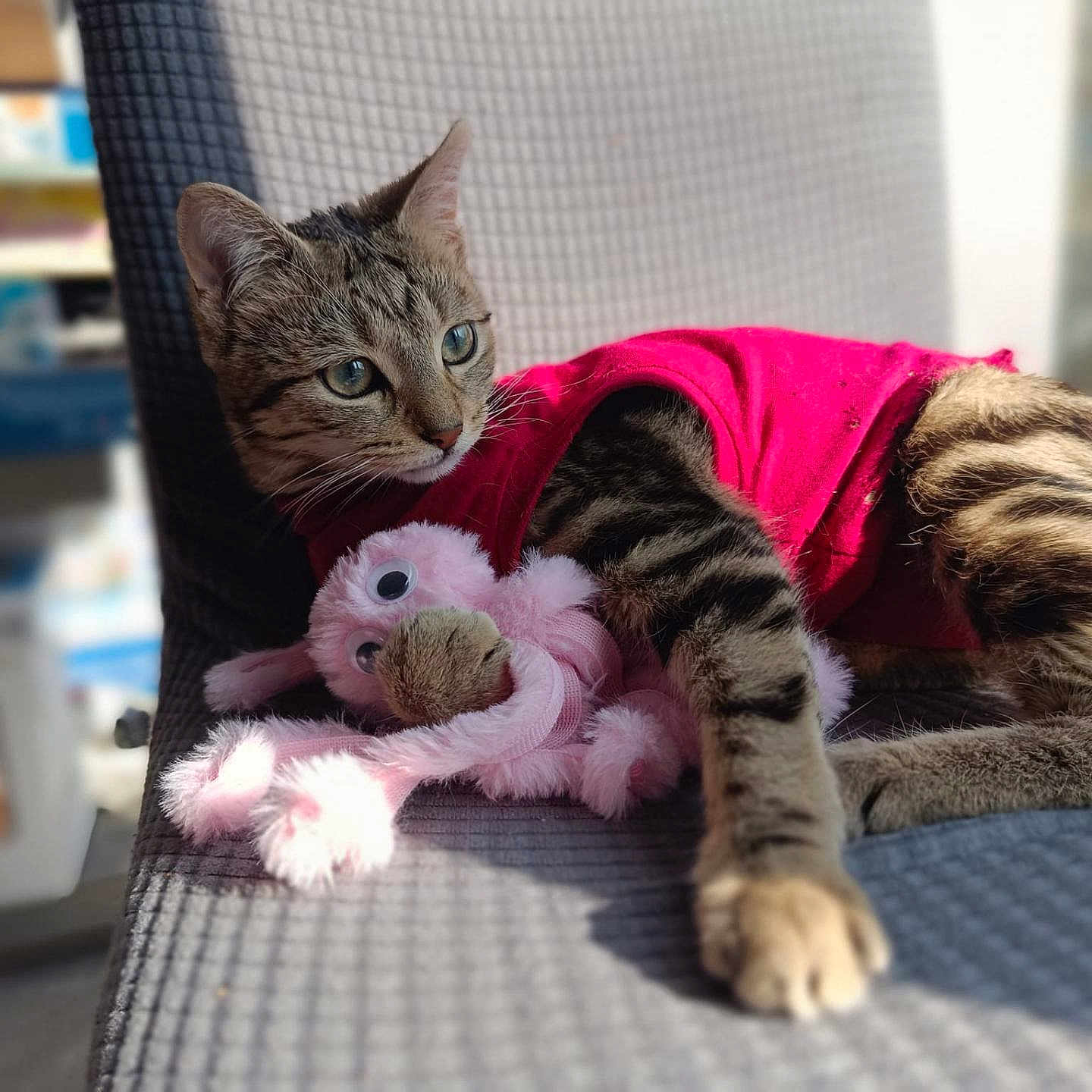 Vicky participe au concours pour gagner de l'argent avec cette photo : animal, architecture, cat, chair, couch, cushion, face, furniture, head, homedecor, indoors, kitten, manx, person, pet, photography, plush, portrait, sleeping, toy
