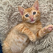 Milo participe au concours pour gagner de l'argent avec cette photo : adorable, animal, cat, closeup, curious, cute, ears, feline, fur, indoor, kitten, lying_down, orange_tabby, paw, pet, pink_paw_pads, shaggy_rug, soft_texture, whiskers, young