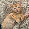 adorable, animal, cat, closeup, curious, cute, ears, feline, fur, indoor, kitten, lying_down, orange_tabby, paw, pet, pink_paw_pads, shaggy_rug, soft_texture, whiskers, young