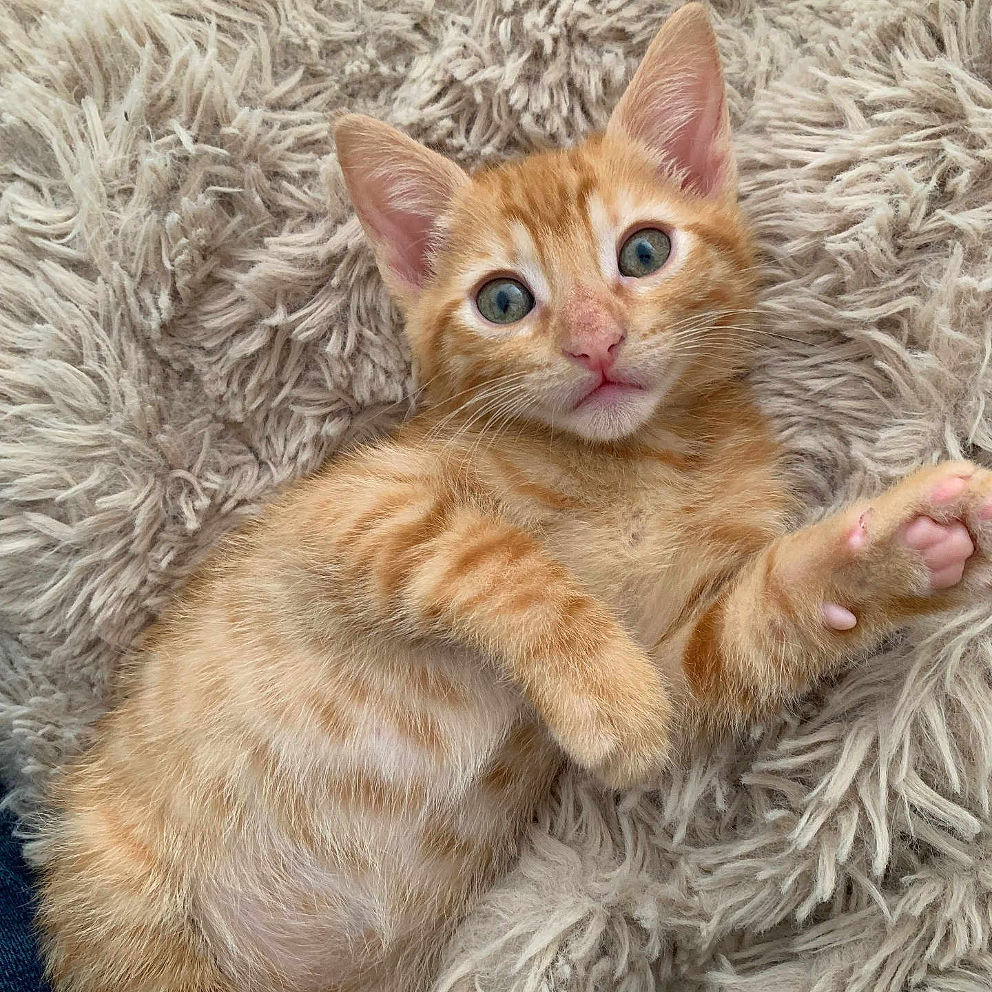 Milo