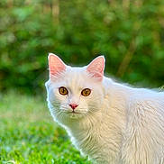 Valkyrie participe au concours pour gagner de l'argent avec cette photo : animal, cat, close_up, cute, domestic_animal, ears, eyes, focused, fur, grass, greenery, looking, mammal, nature, outdoor, pet, portrait, sunlight, whiskers, white_cat