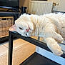 Valkyrie participe au concours pour gagner de l'argent avec cette photo : basket, carpet, cat, cozy, feline, floor_tiles, fluffy, glass_table, head_tilt, home_interior, indoor, living_room, lounging, pet, radiator, relaxed, resting, television, white_cat, window_light