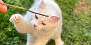 Valkyrie a rejoint le concours — aidez-le/la à gagner de superbes lots ! animal, cat, cute, domestic_cat, ears, focus, fun, fur, grass, greenery, motion, nature, outdoor, paw, pet, playing, stick, whiskers, white_cat, young_cat