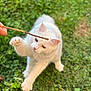 animal, cat, cute, domestic_cat, ears, focus, fun, fur, grass, greenery, motion, nature, outdoor, paw, pet, playing, stick, whiskers, white_cat, young_cat
