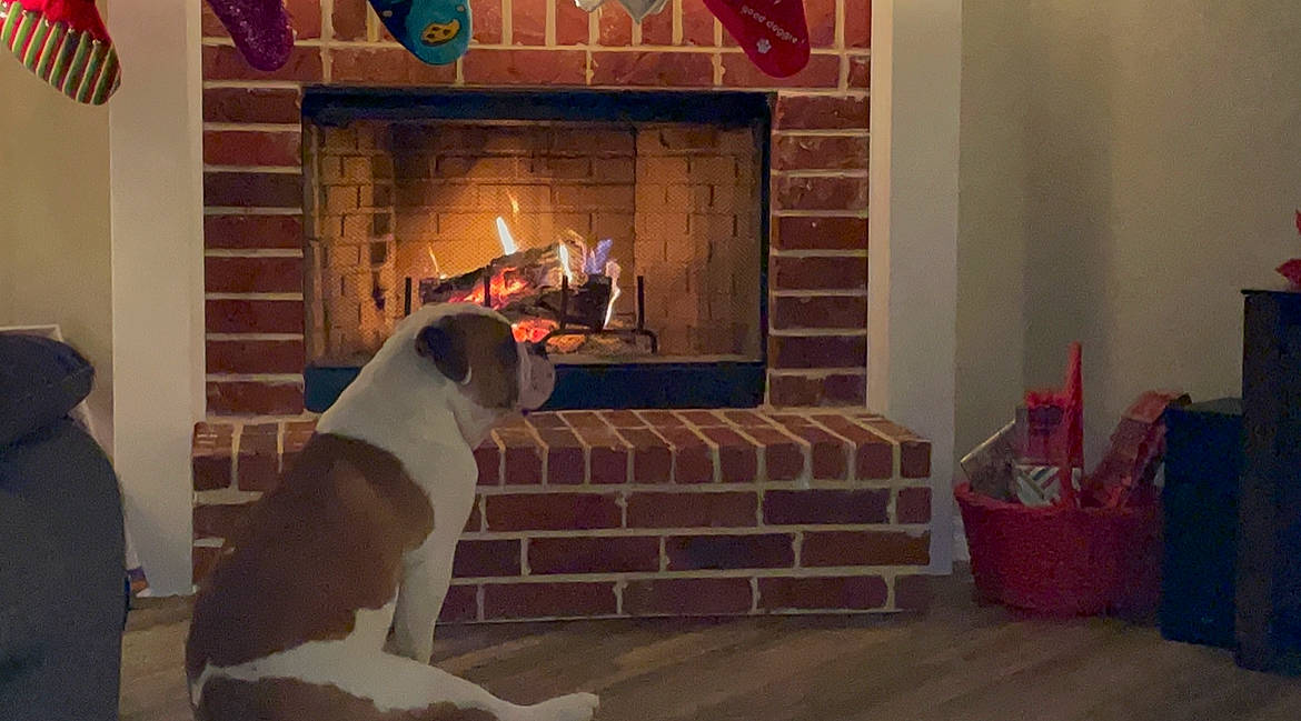 Hulk is registered to the contest to win money with this photo: brick, building_material, carnivore, collar, companion_dog, dog, dog_breed, dog_collar, fire, fire_screen, fireplace, flame, gas, hearth, heat, hound, masonry_oven, plastic_bag, sporting_group, working_dog