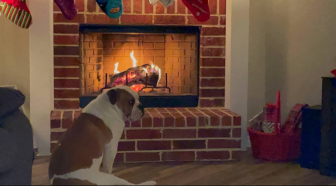 Hulk is registered to the contest to win money with this photo: basket, brick, brickwork, building_material, canidae, carnivore, collar, companion_dog, dog, dog_breed, fire_screen, fireplace, flame, gas, hearth, heat, masonry_oven, plastic_bag, sporting_group, working_dog