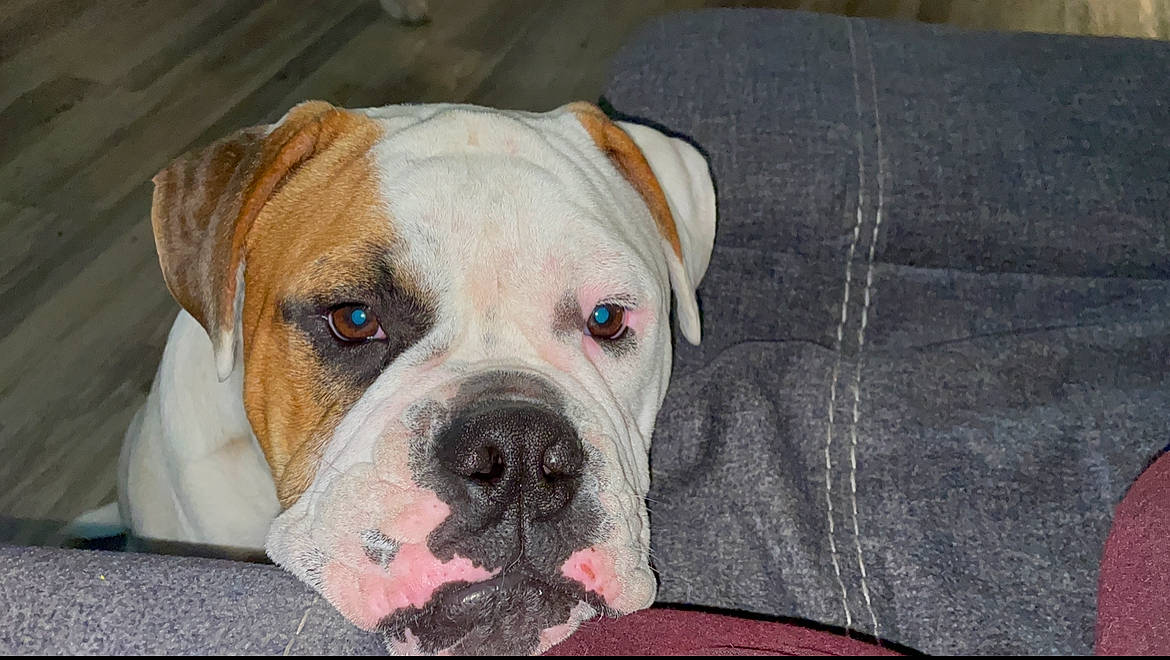 Hulk is registered to the contest to win money with this photo: boxer, canidae, carnivore, companion_dog, couch, dog, dog_breed, fawn, liver, molosser, non_sporting_group, old_english_bulldog, pet_supply, snout, sporting_group, studio_couch, whiskers, working_animal, working_dog, wrinkle