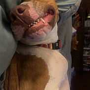 Luna is registered to the contest to win money with this photo: dog, smiling, teeth, bed, blanket, brown_and_white, collar, indoor, cozy, pet, lying_down, close_up, cute, playful, animal, canine, resting, fur, expression, domestic