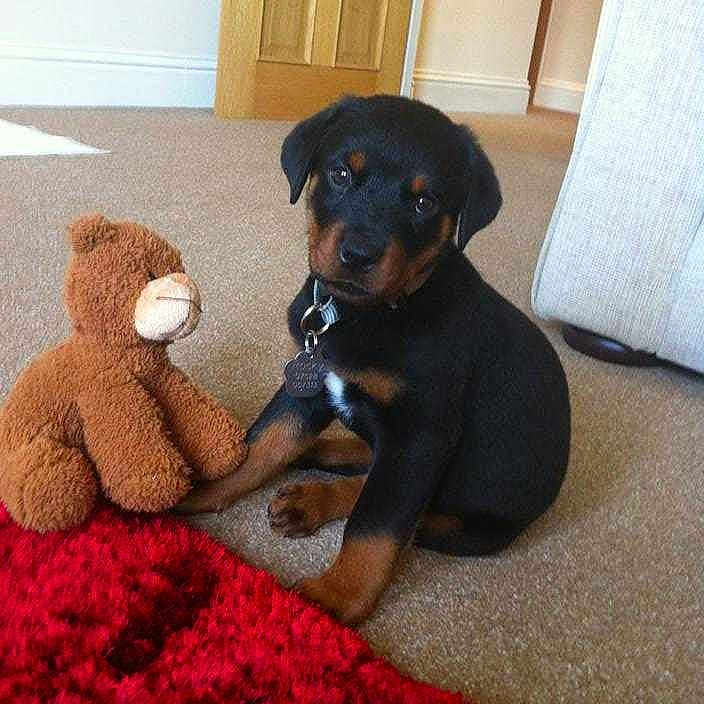 Rocky is registered to the contest to win money with this photo: