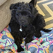Raymie joined the competition — help win amazing prizes! puppy, dog, black_fur, curly_fur, pet, indoor, blanket, colorful, patterned_blanket, couch, carpet, zigzag_pattern, cute, young_dog, collar, tag, resting, small_dog, fur, animal