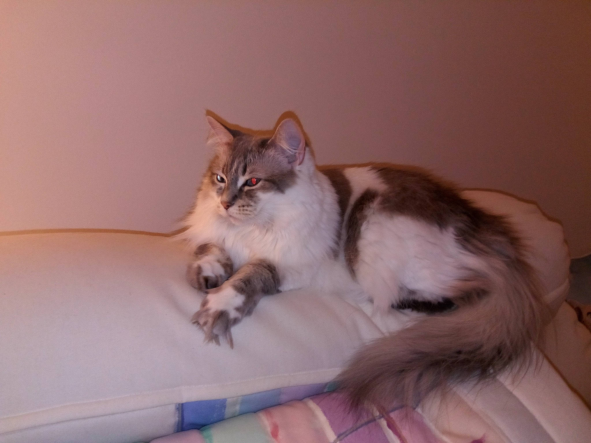 Bree joined the competition — help win amazing prizes! bed, box, carnivore, cat, claw, comfort, couch, domestic_short_haired_cat, fawn, felidae, foot, fur, paw, room, sitting, small_to_medium_sized_cats, tail, whiskers