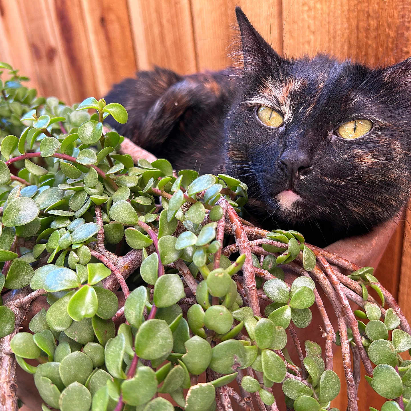 Jack joined the competition — help win amazing prizes! animal, bird, blackbird, blackcat, cat, flower, herbal, herbs, ivy, jar, kitten, leaf, manx, pet, plant, planter, pottedplant, pottery, vase, wood