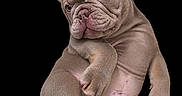 Diesel is registered to the contest to win money with this photo: adorable, animal, black_background, closeup, cute, dog, domestic_animal, ears, expression, french_bulldog, fur, isolated, mammal, pet, portrait, puppy, sitting, studio_shot, wrinkled_skin, young