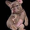 Diesel is registered to the contest to win money with this photo: french_bulldog, puppy, dog, pet, animal, cute, wrinkled_skin, ears, sitting, isolated, black_background, portrait, mammal, young, domestic_animal, adorable, fur, closeup, studio_shot, expression