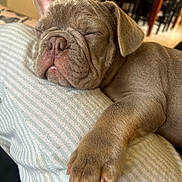 Diesel is registered to the contest to win money with this photo: adorable, animal, close_up, cozy, cute, dog, face, fur, indoor, nap, paw, pet, puppy, relaxed, resting, sleeping, snout, soft, striped_fabric, young
