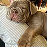 Diesel is registered to the contest to win money with this photo: puppy, sleeping, dog, paw, close_up, indoor, cozy, nap, cute, pet, resting, fur, adorable, young, animal, face, snout, relaxed, soft, striped_fabric