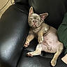 dog, french_bulldog, puppy, sleeping, couch, leather, black, pet, relaxed, indoor, cute, animal, paw, ears, face, napping, cozy, fur, snout, resting