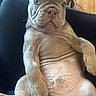 puppy, dog, wrinkles, brown, cute, pet, animal, relaxing, closeup, sitting, fur, indoors, floor, young, canine, expression, portrait, paw, nose, ears