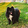 Masha joined the competition — help win amazing prizes! animal, black_dog, canine, daylight, dog, fluffy, fur, grass, happy, house, lawn, nature, outdoor, pet, small_dog, smiling, suburban, sunlight, tongue_out, trees