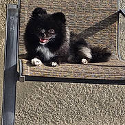 Masha joined the competition — help win amazing prizes! animal, black_dog, dog, floor_tiles, fluffy, furniture, happy_dog, outdoor_chair, patio, patterned_chair, pet, relaxed, resting, shadow, small_dog, smiling, sunlight, tongue_out, wall_texture, white_paws