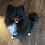 Masha is registered to the contest to win money with this photo: animal, black_dog, canine, companion, cute, dog, domestic, fluffy, fur, happy, indoor, looking_up, pet, pomeranian, sitting, small_dog, smiling, tongue_out, white_paws, wooden_floor