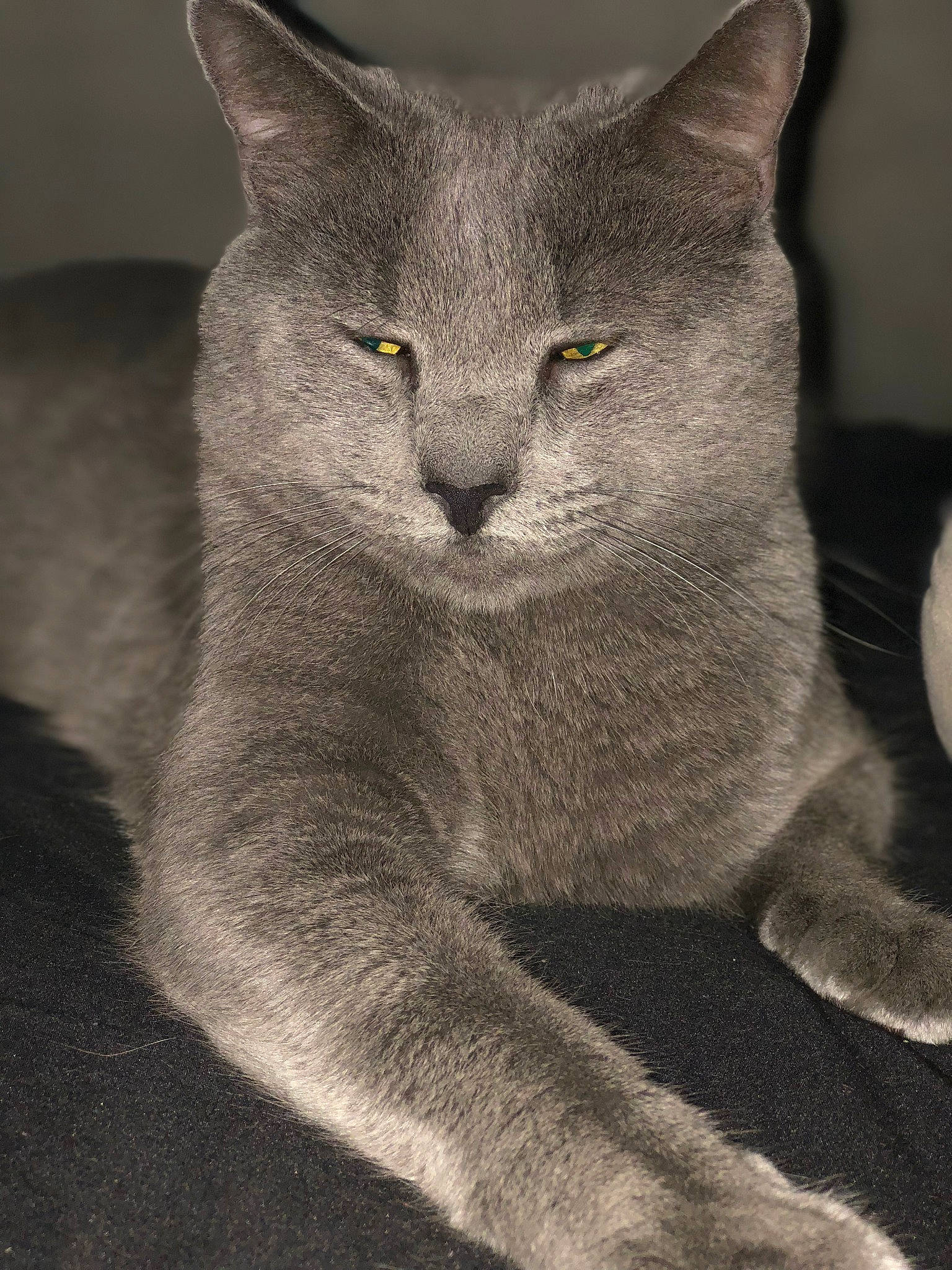 Titan joined the competition — help win amazing prizes! asian, british_shorthair, burmese, carnivore, cat, chartreux, domestic_short_haired_cat, felidae, korat, mammal, nebelung, russian_blue, small_to_medium_sized_cats, vertebrate, whiskers
