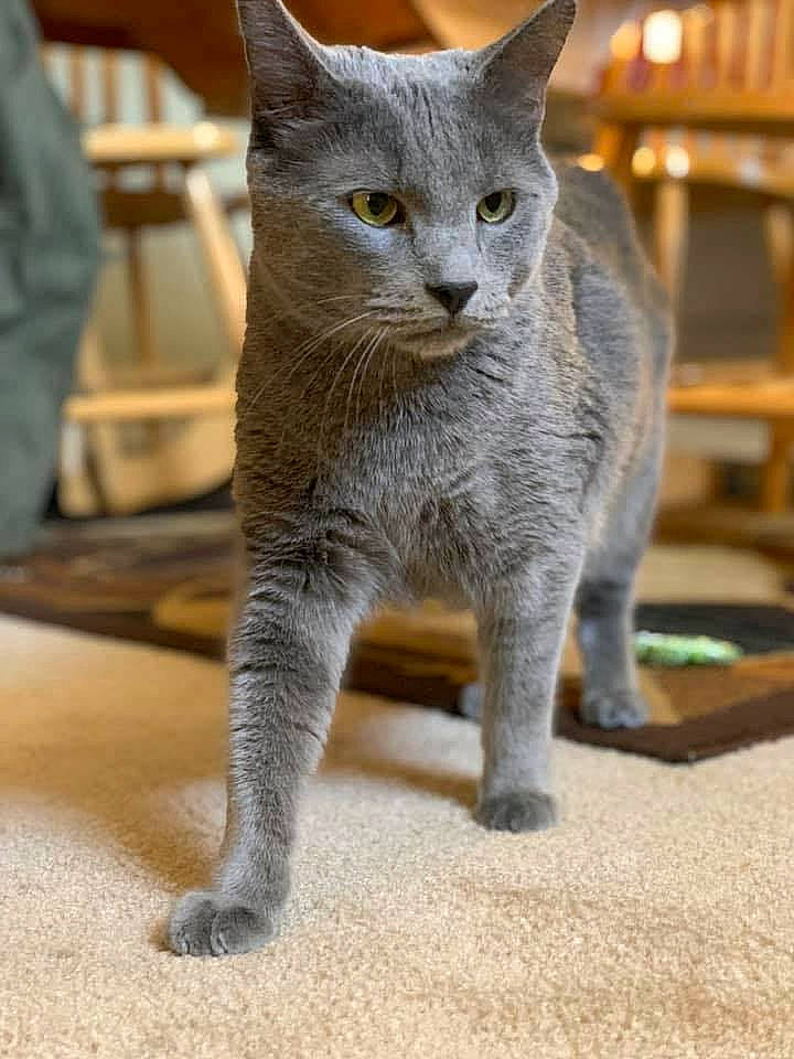 Titan is registered to the contest to win money with this photo: asian, british_shorthair, burmese, carnivore, cat, chartreux, domestic_short_haired_cat, felidae, korat, mammal, nebelung, russian_blue, small_to_medium_sized_cats, vertebrate, whiskers
