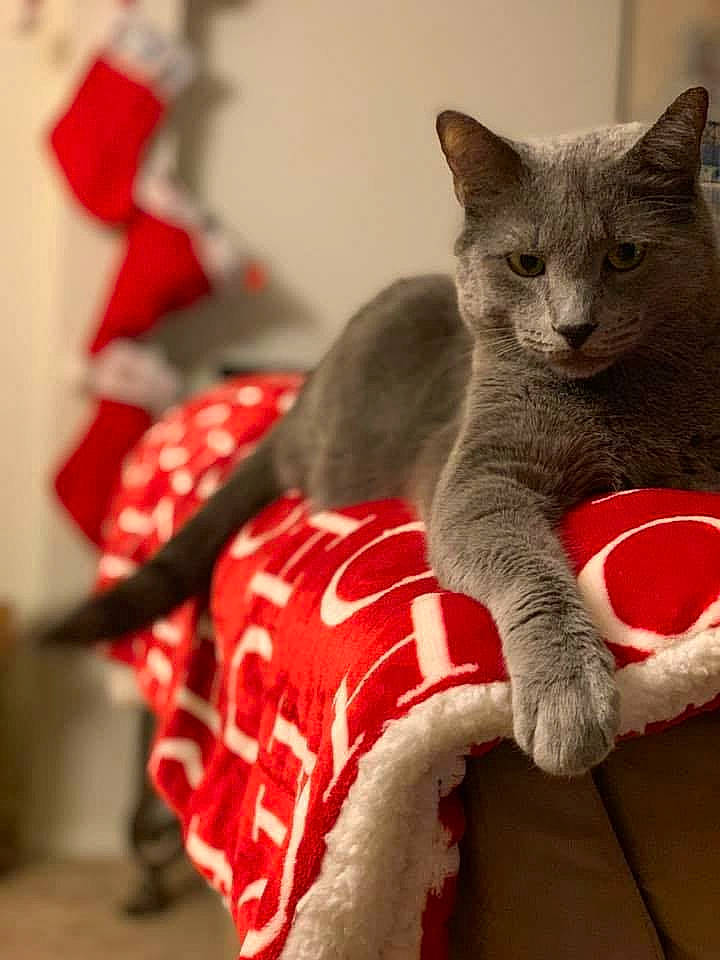 Titan joined the competition — help win amazing prizes! asian, british_shorthair, burmese, carnivore, cat, chartreux, domestic_short_haired_cat, fawn, felidae, german_rex, kitten, korat, mammal, russian_blue, small_to_medium_sized_cats, tail, whiskers