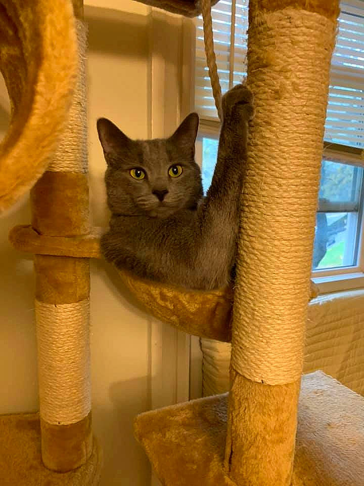 Titan is registered to the contest to win money with this photo: asian, british_shorthair, burmese, carnivore, cat, cat_furniture, chartreux, domestic_short_haired_cat, european_shorthair, fawn, felidae, korat, nebelung, russian_blue, small_to_medium_sized_cats, whiskers, wood