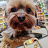 Chewie joined the competition — help win amazing prizes! aisle, animal, blurred_background, brown_fur, close_up, curious, cute, dog, eyes, face, fur, gold_buckle, happy, indoor, pet, purse, shopping, small_dog, store, tongue