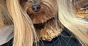 Chewie is registered to the contest to win money with this photo: animal_face, black_clothing, blonde_hair, caption, cute, dog, eyes, funny, furniture, indoor, lap, long_hair, mouth, nose, paw, person, pet, small_dog, text_overlay, wood_floor